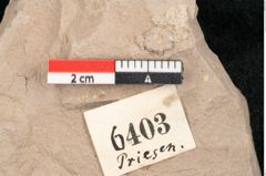 Foto (Detailansicht) von Taxodium distichum miocenicum Heer (NHMW-GEO-2024-0188-6403)